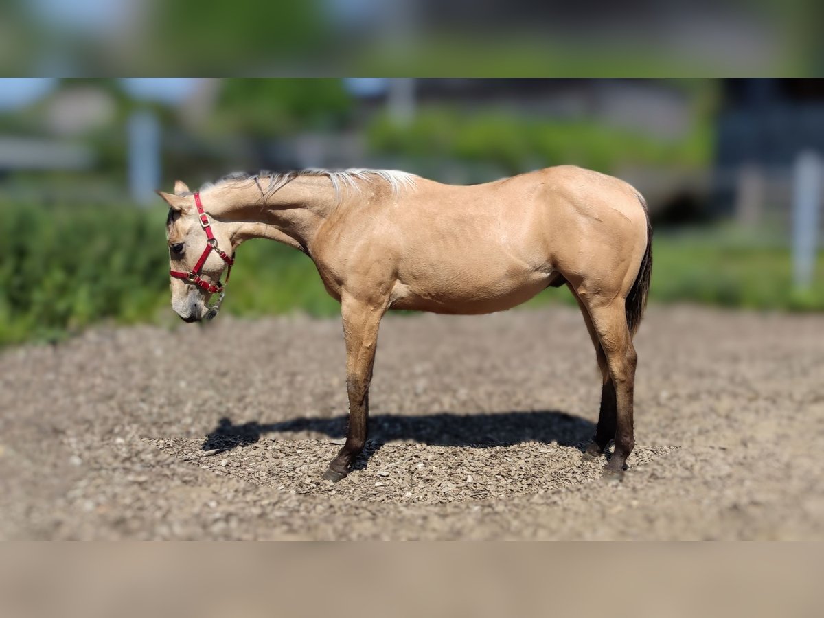 American Quarter Horse Wałach 2 lat 153 cm Jelenia in Sellin