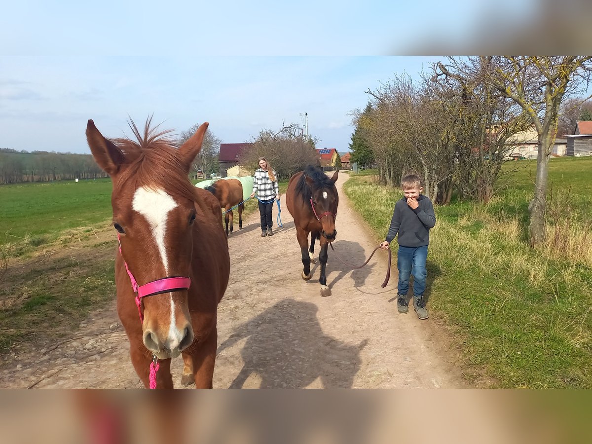 American Quarter Horse Wałach 2 lat Kasztanowata in Blankenhain