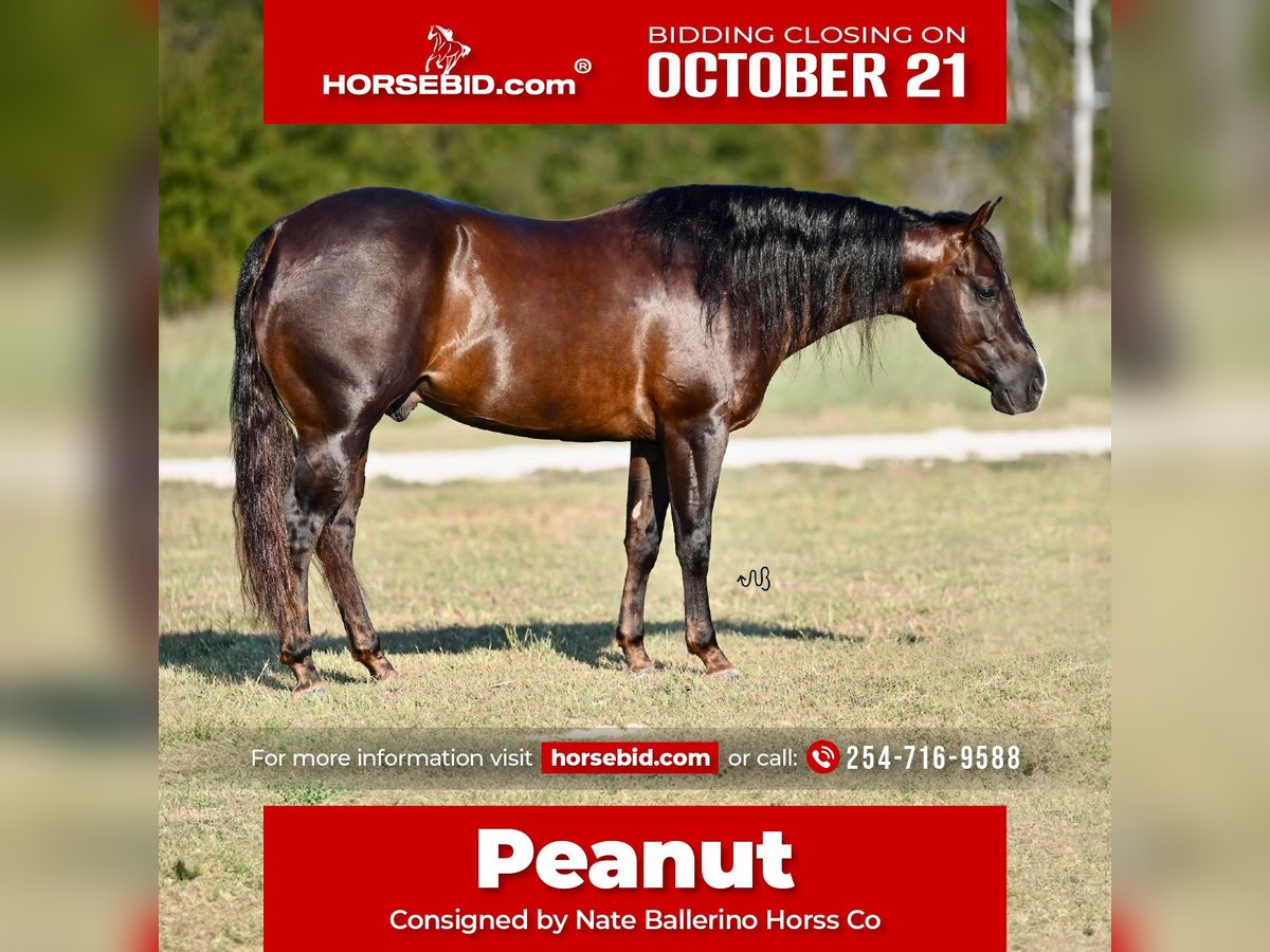 American Quarter Horse Wałach 3 lat 140 cm Gniada in Waco, TX