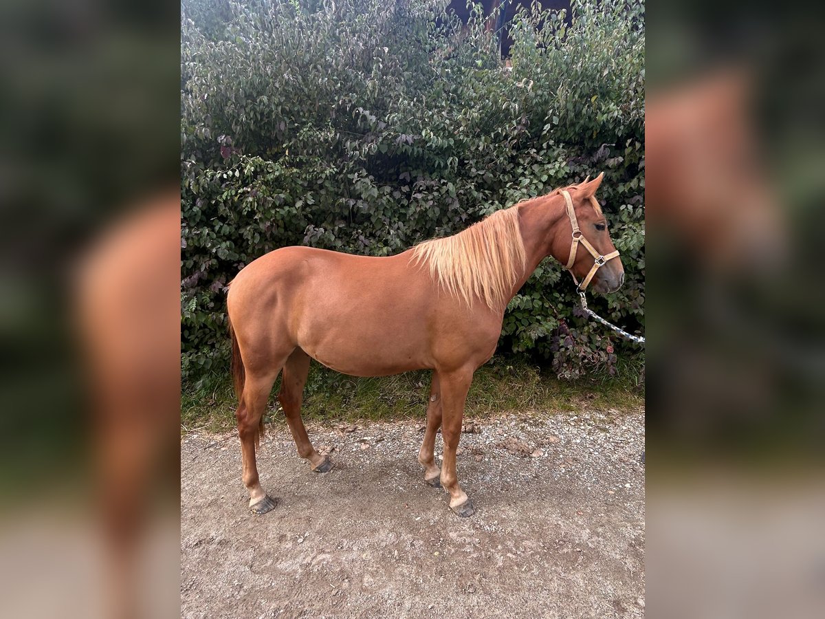 American Quarter Horse Mix Wałach 3 lat 140 cm Kasztanowata in Neumarkt-Sankt Veit