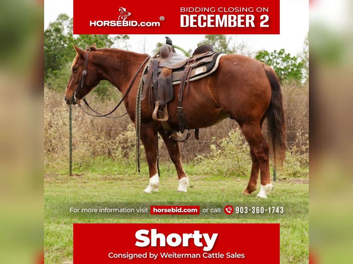 American Quarter Horse Wałach 3 lat 145 cm Cisawa in Arp, TX