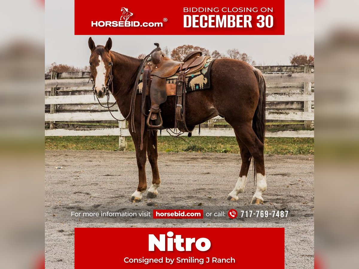 American Quarter Horse Wałach 3 lat 147 cm Kasztanowatodereszowata in Jonestown, PA