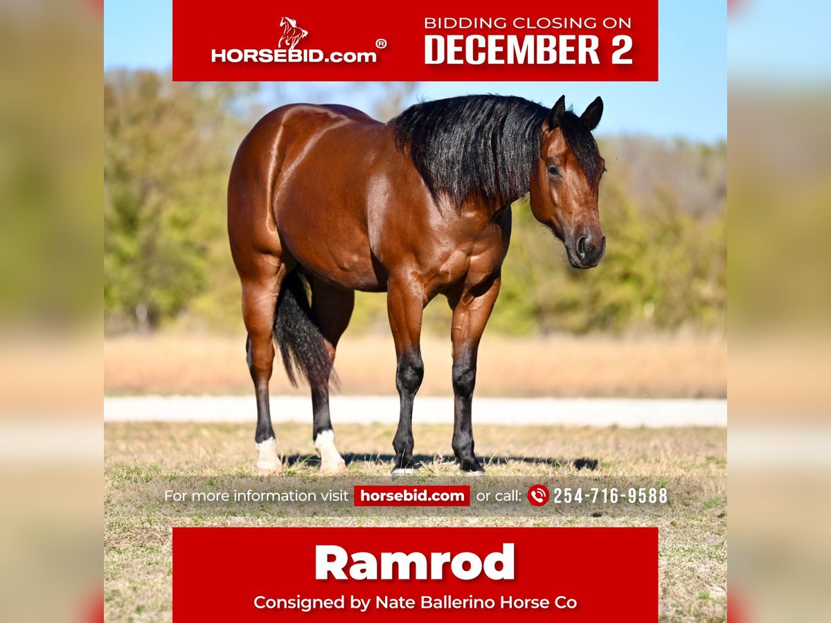 American Quarter Horse Wałach 3 lat 152 cm Gniada in Waco, TX