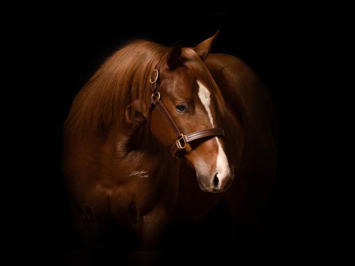 American Quarter Horse Wałach 3 lat 155 cm Ciemnokasztanowata in Villmar