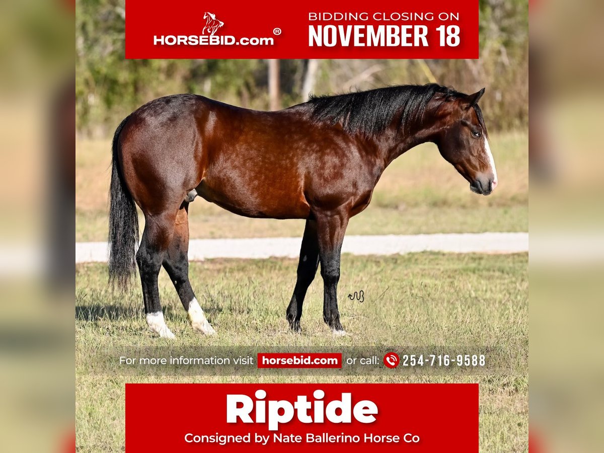 American Quarter Horse Wałach 3 lat Gniada in Waco