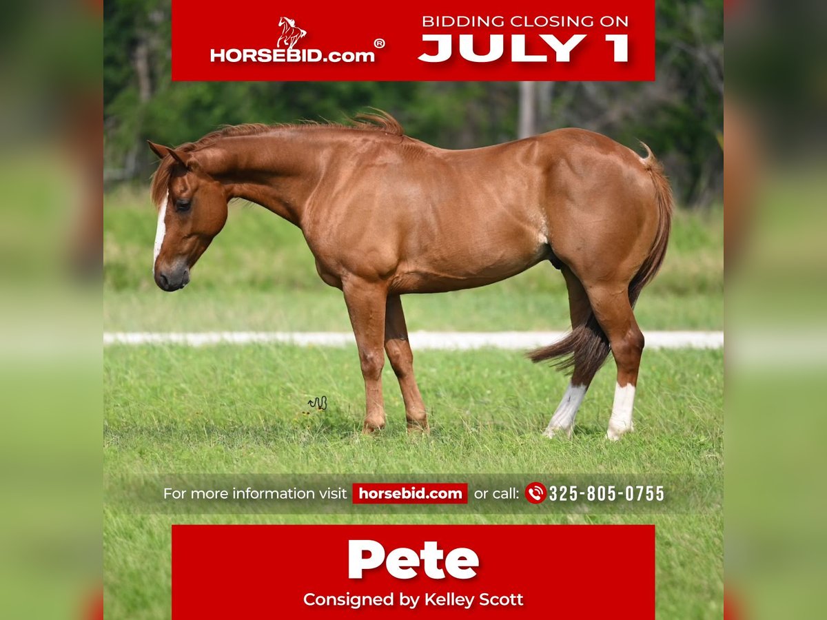 American Quarter Horse Wałach 4 lat 145 cm Cisawa in Stephenville, TX