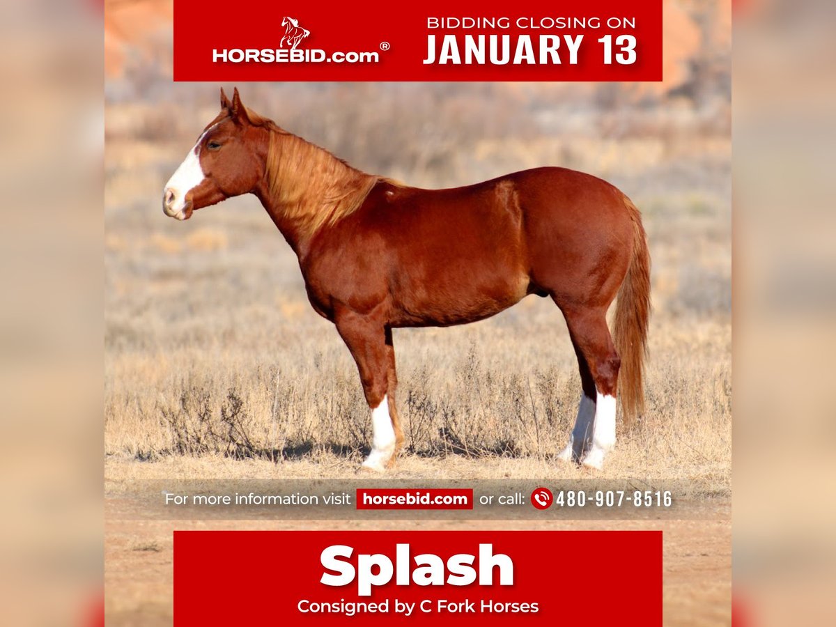 American Quarter Horse Wałach 4 lat 147 cm Ciemnokasztanowata in Wildorado, TX