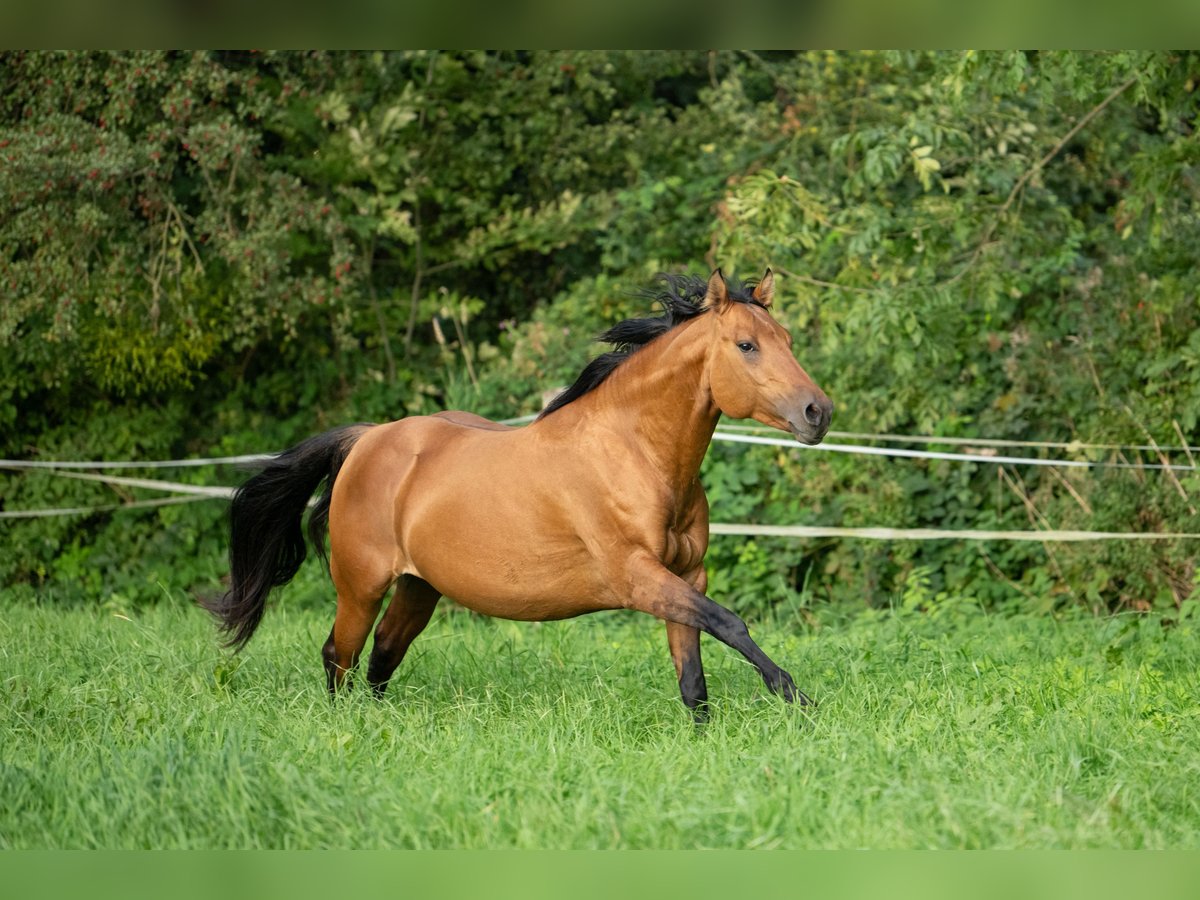 American Quarter Horse Wałach 4 lat 148 cm Dunalino in Bückeburg