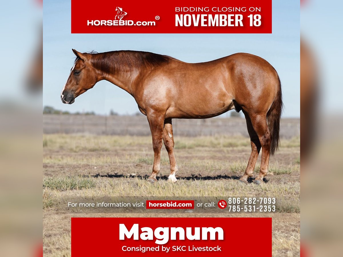 American Quarter Horse Wałach 4 lat 150 cm Bułana in Canyon, TX