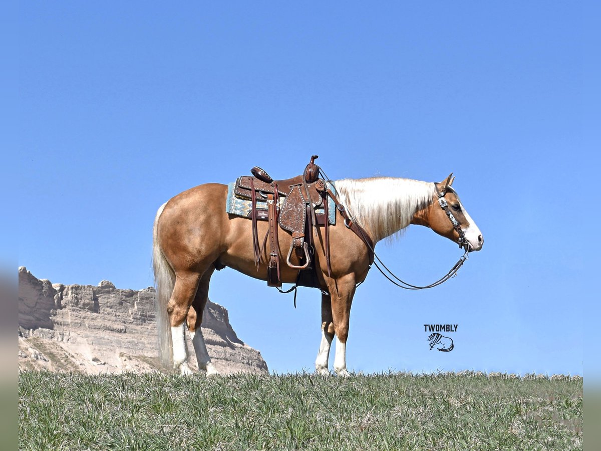 American Quarter Horse Wałach 4 lat 150 cm Izabelowata in Bayard, Nebraska