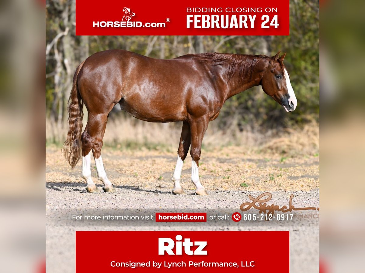 American Quarter Horse Wałach 4 lat 152 cm Cisawa in Canistota, SD