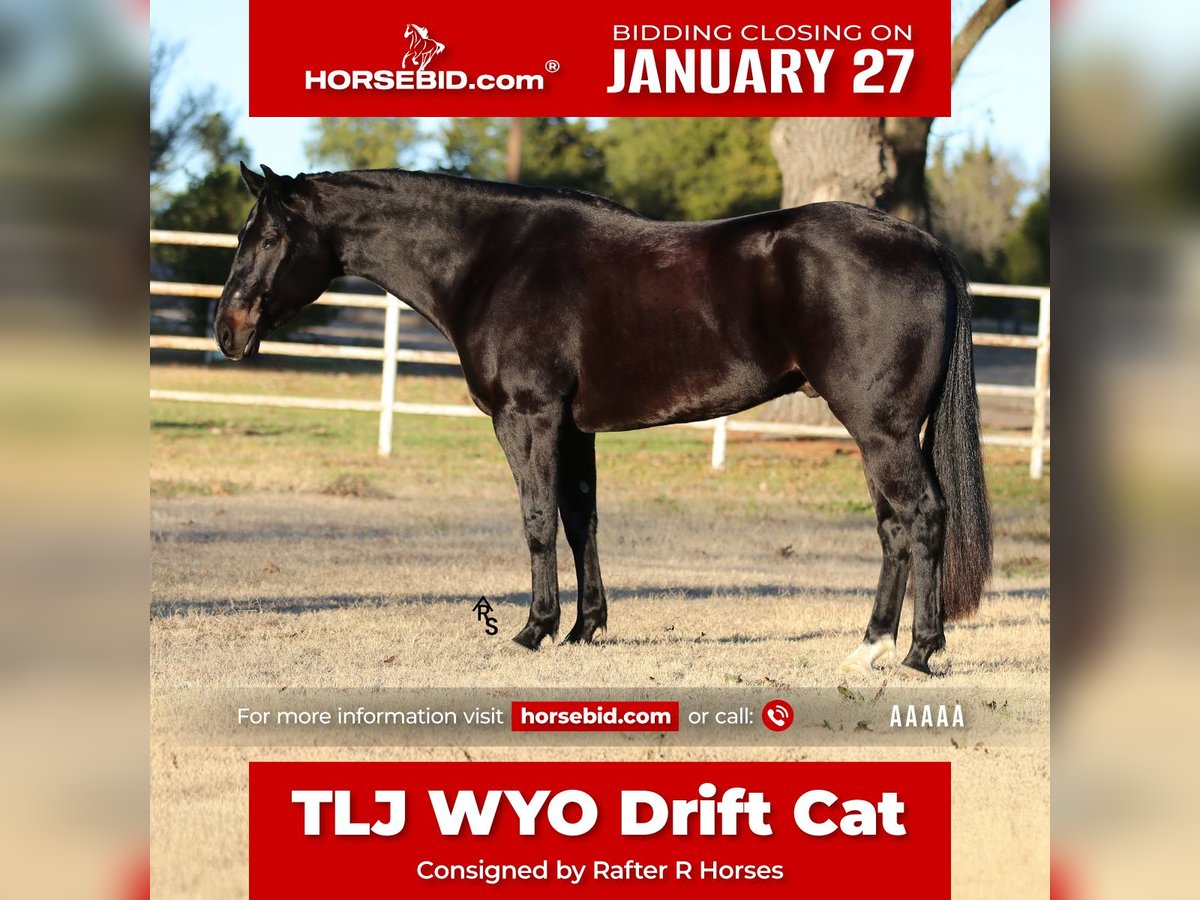 American Quarter Horse Wałach 4 lat 152 cm Kara in Whitesboro, TX