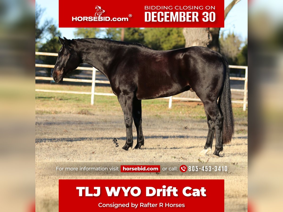 American Quarter Horse Wałach 4 lat 152 cm Kara in Whitesboro, TX