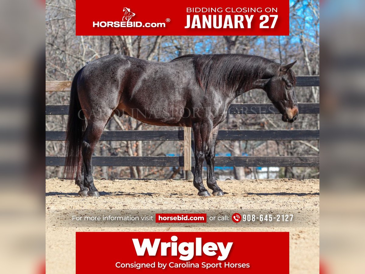 American Quarter Horse Wałach 4 lat 152 cm Karodereszowata in Clover, SC