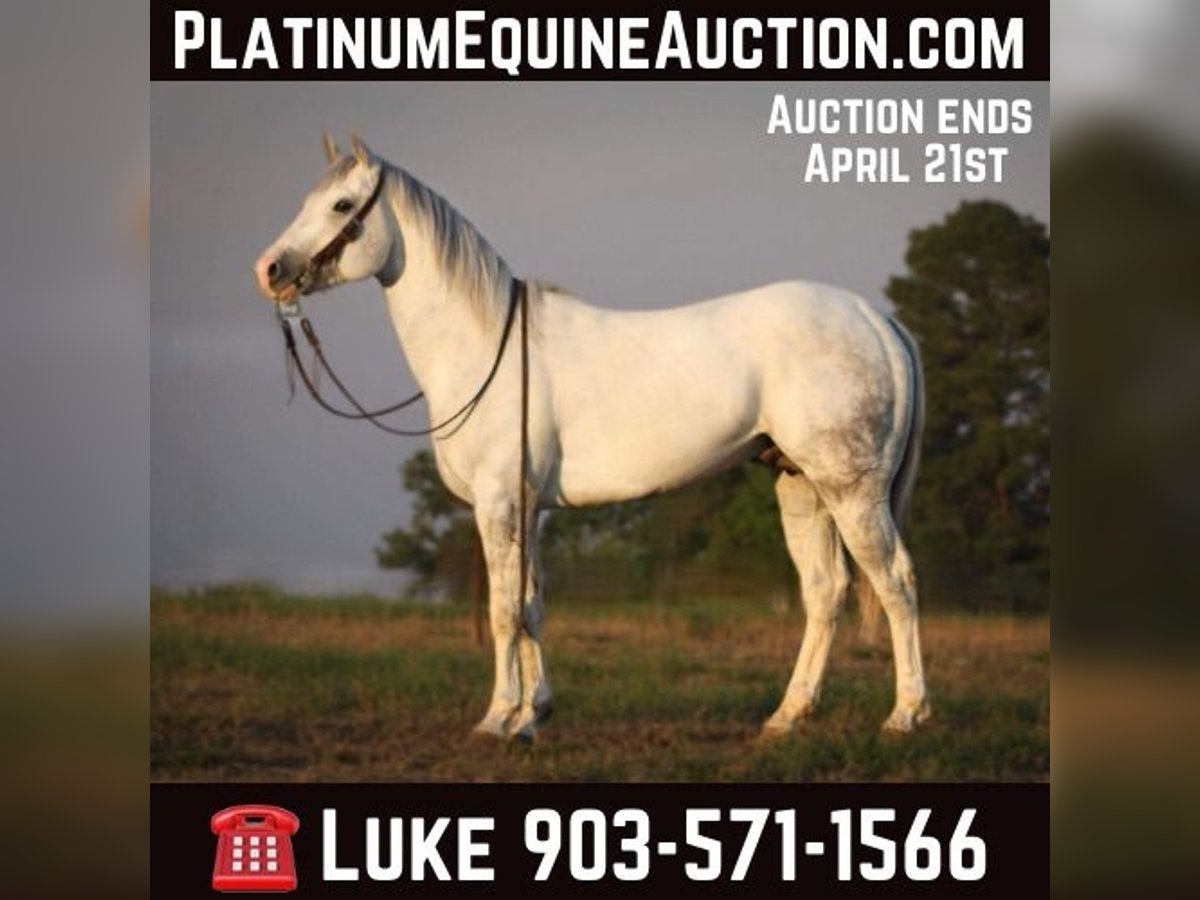 American Quarter Horse Wałach 4 lat 152 cm Siwa jabłkowita in Grapeland TX