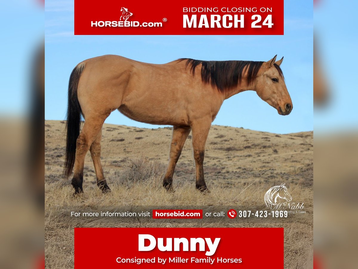 American Quarter Horse Wałach 4 lat 155 cm Bułana in Ranchester, WY