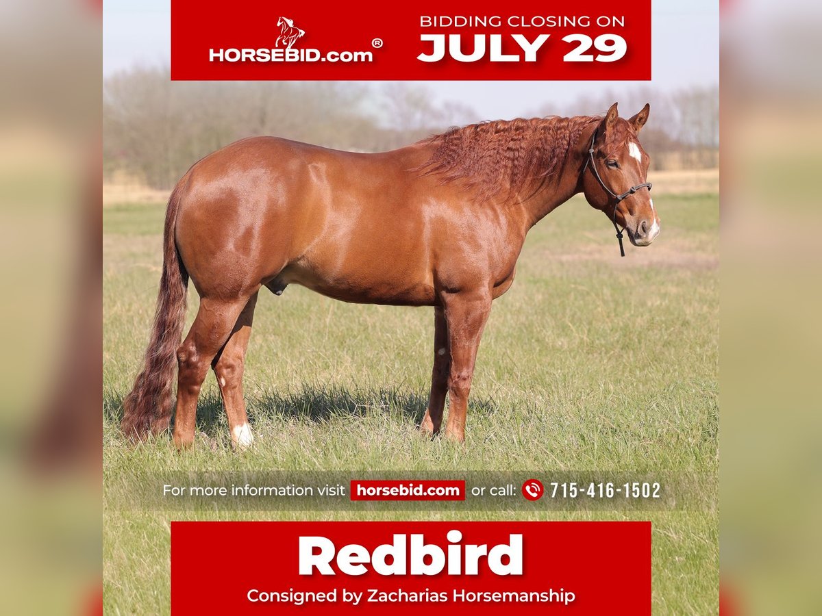 American Quarter Horse Wałach 4 lat 155 cm Cisawa in Adair, OK