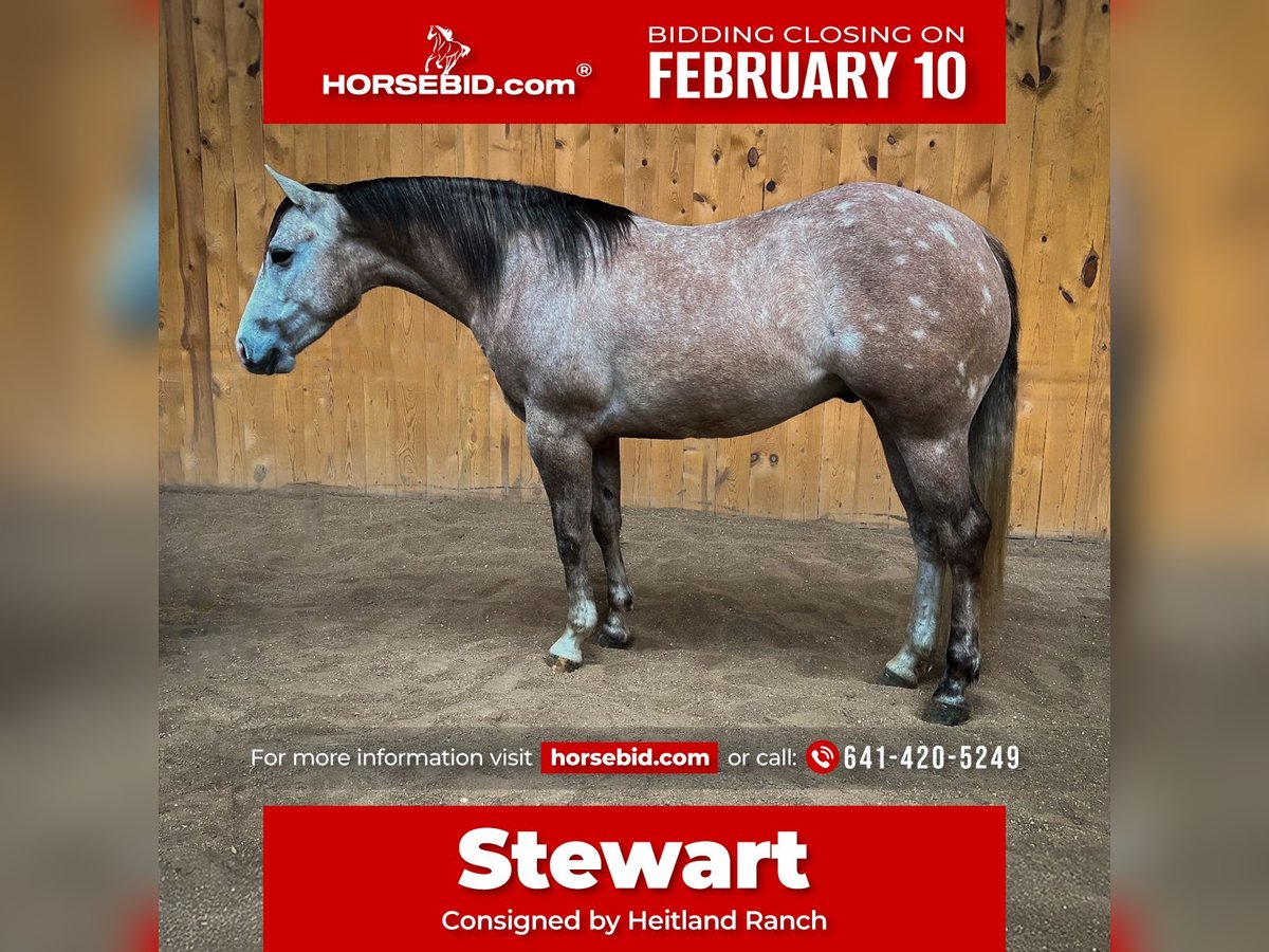 American Quarter Horse Wałach 4 lat 155 cm Siwa in Sheffield, IA