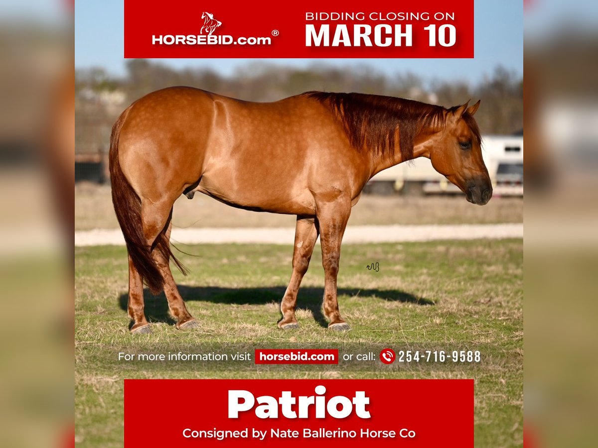 American Quarter Horse Wałach 4 lat 157 cm Bułana in Waco, TX