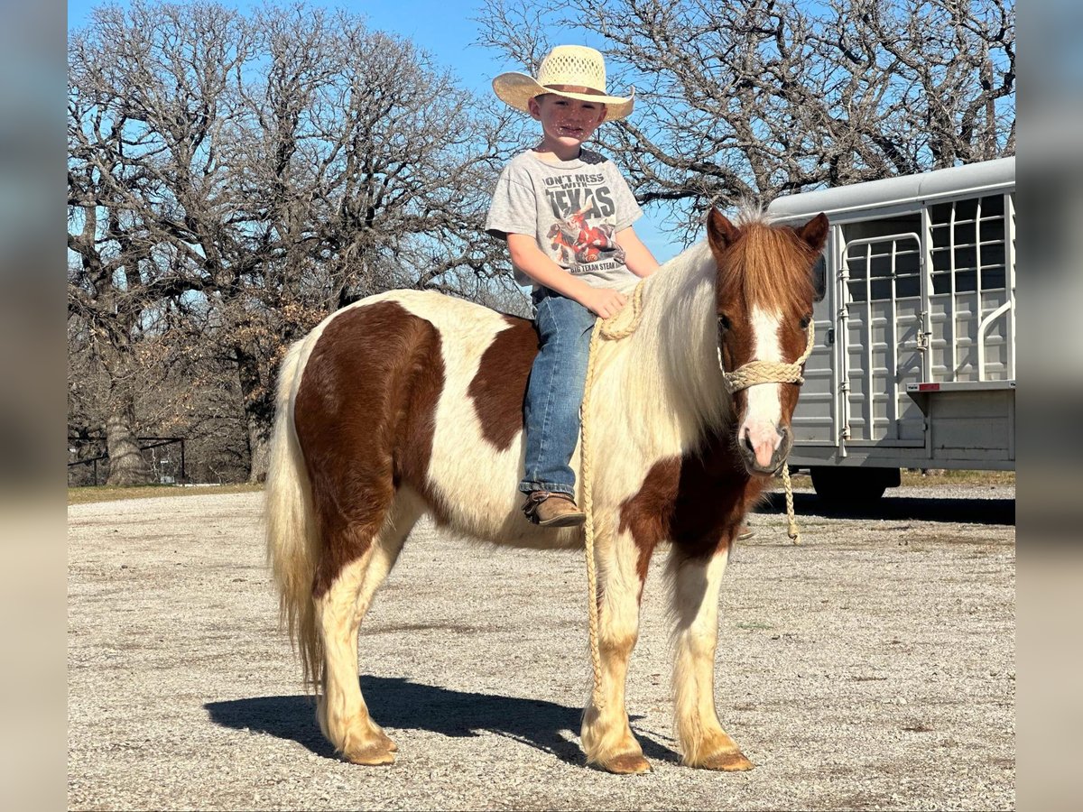 American Quarter Horse Wałach 5 lat 107 cm Tobiano wszelkich maści in Jacksboro TX