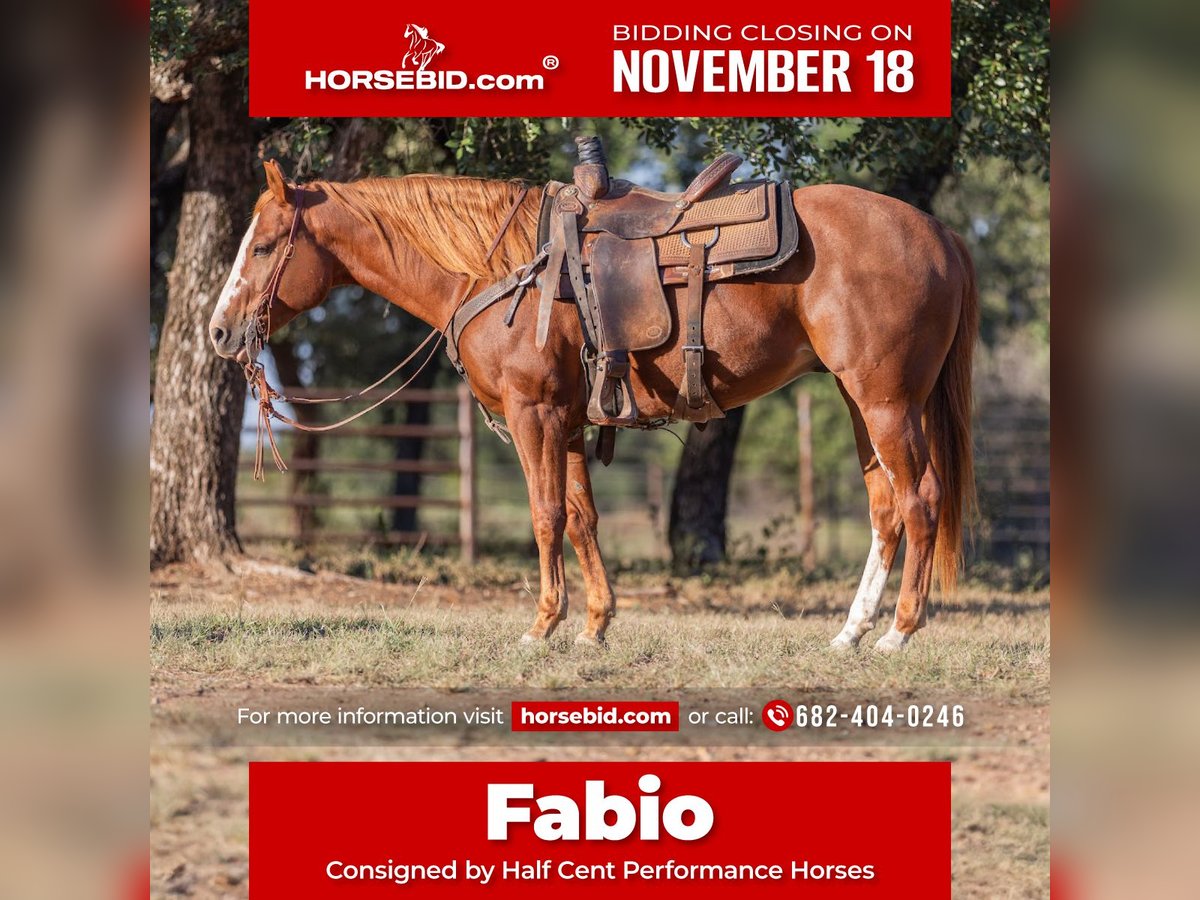 American Quarter Horse Wałach 5 lat 145 cm Cisawa in Bridgeport, TX