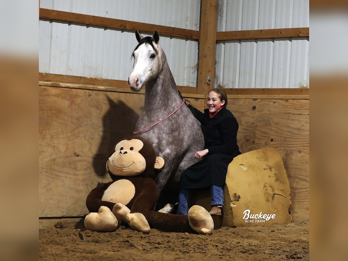 American Quarter Horse Wałach 5 lat 145 cm Siwa jabłkowita in Millersburg