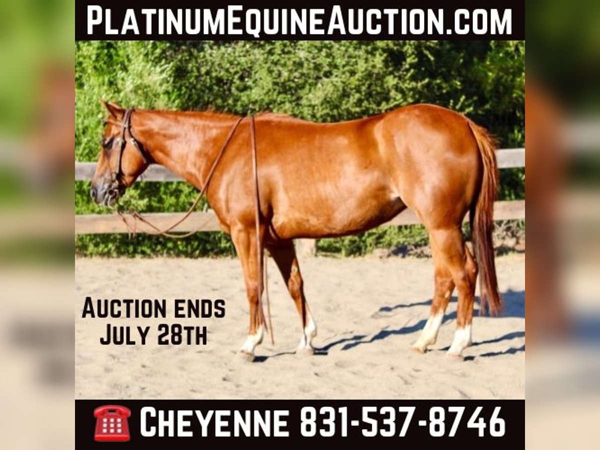 American Quarter Horse Wałach 5 lat 147 cm Cisawa in Bitterwater CA