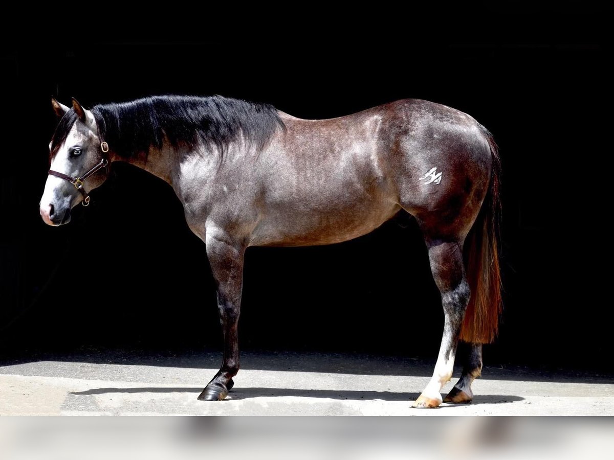 American Quarter Horse Wałach 5 lat 147 cm Siwa in Providence Forge VA