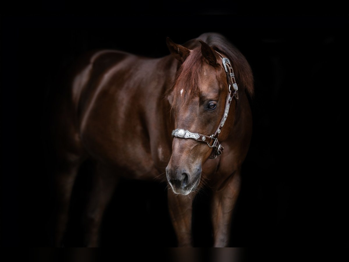 American Quarter Horse Wałach 5 lat 148 cm Ciemnokasztanowata in Tannheim