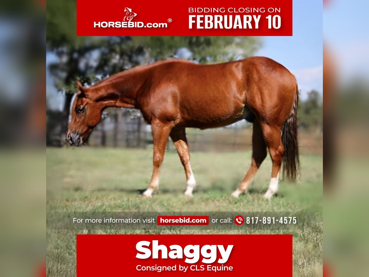 American Quarter Horse Wałach 5 lat 150 cm Cisawa in Granbury, TX