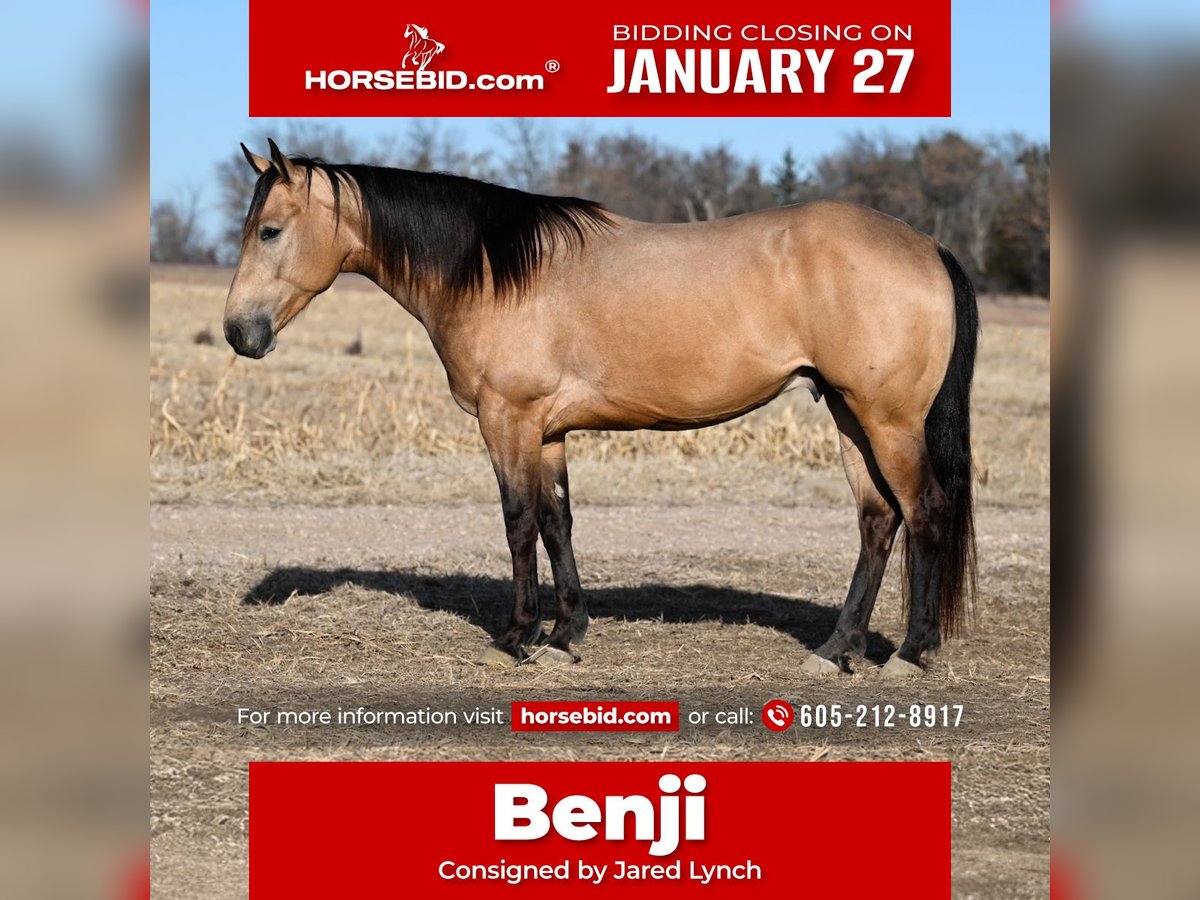 American Quarter Horse Wałach 5 lat 150 cm Jelenia in Canistota, SD