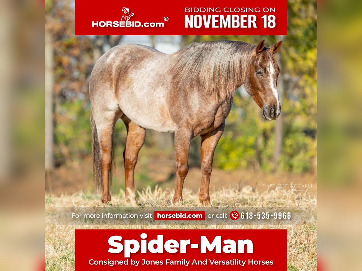 American Quarter Horse Wałach 5 lat 150 cm Kasztanowatodereszowata in Lewistown, IL