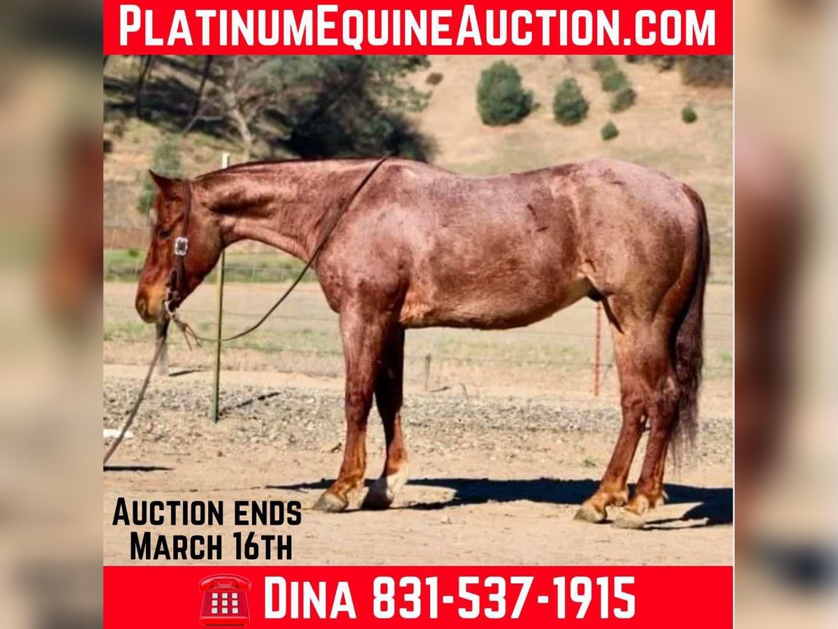 American Quarter Horse Wałach 5 lat 150 cm Kasztanowatodereszowata in Paicines, CA