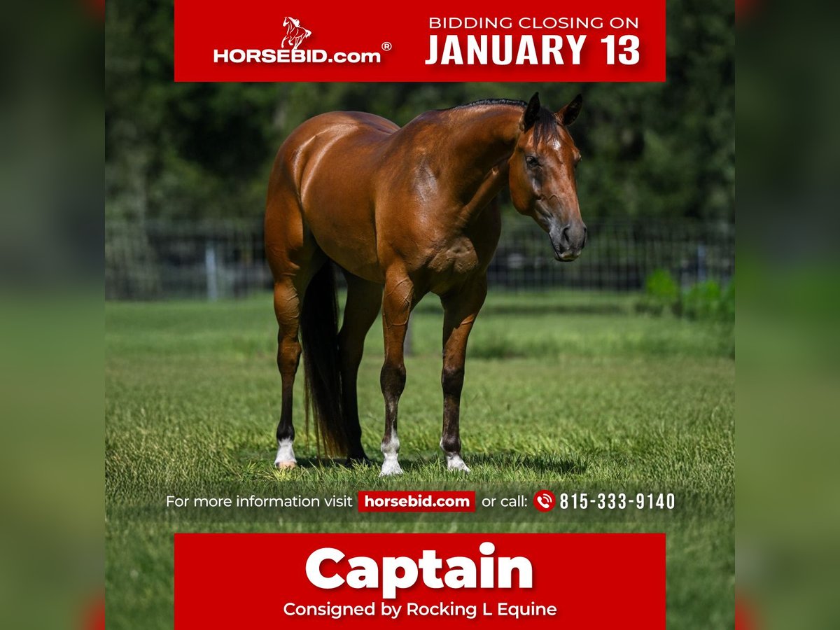 American Quarter Horse Wałach 5 lat 152 cm Bułana in Joy, IL