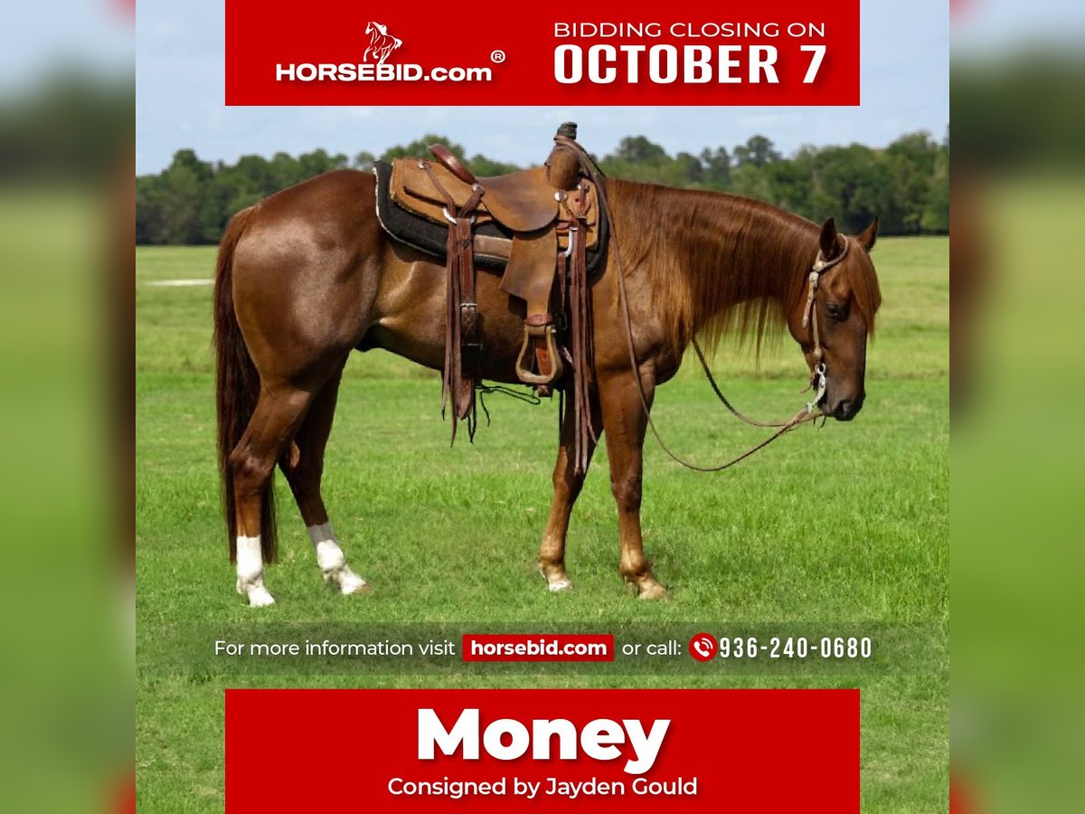 American Quarter Horse Wałach 5 lat 152 cm Cisawa in Groveton, TX