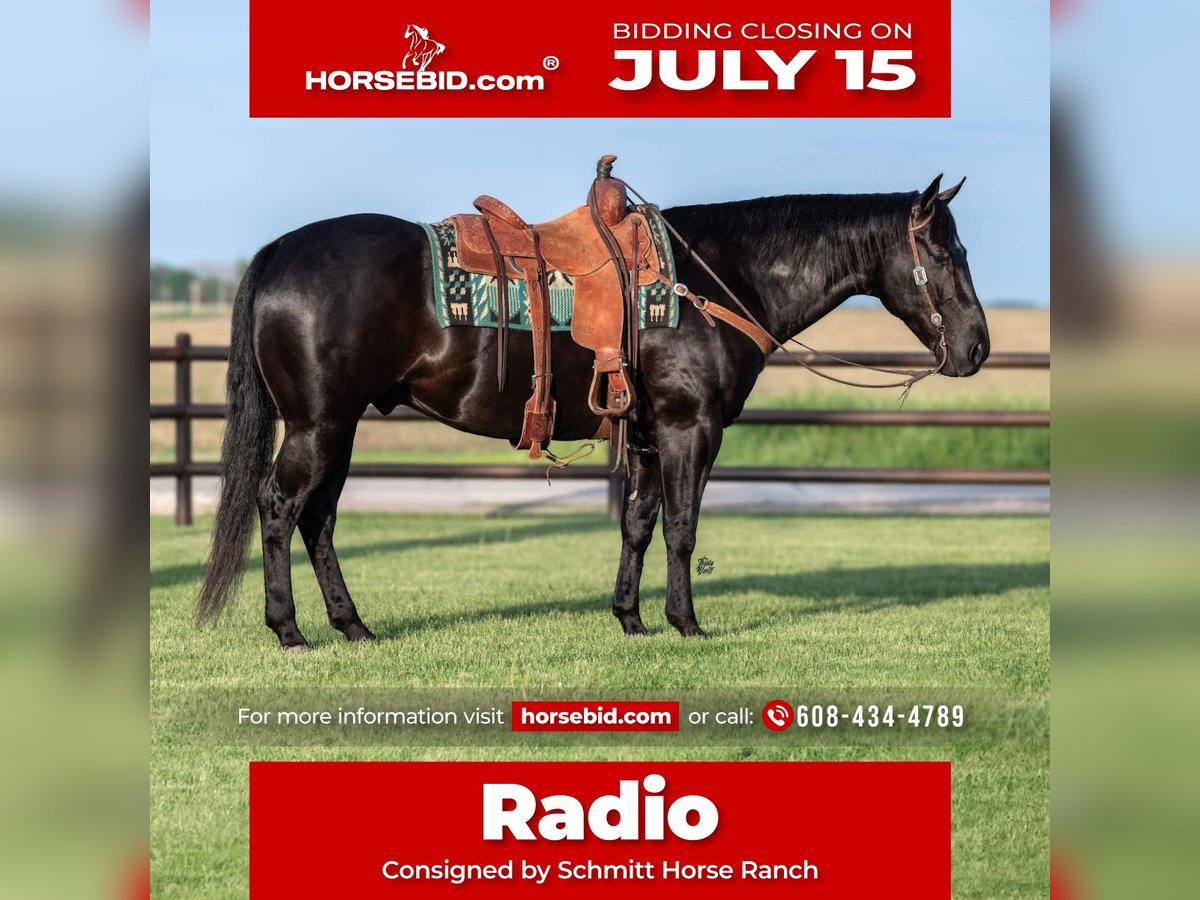 American Quarter Horse Wałach 5 lat 152 cm Kara in Holland, IA