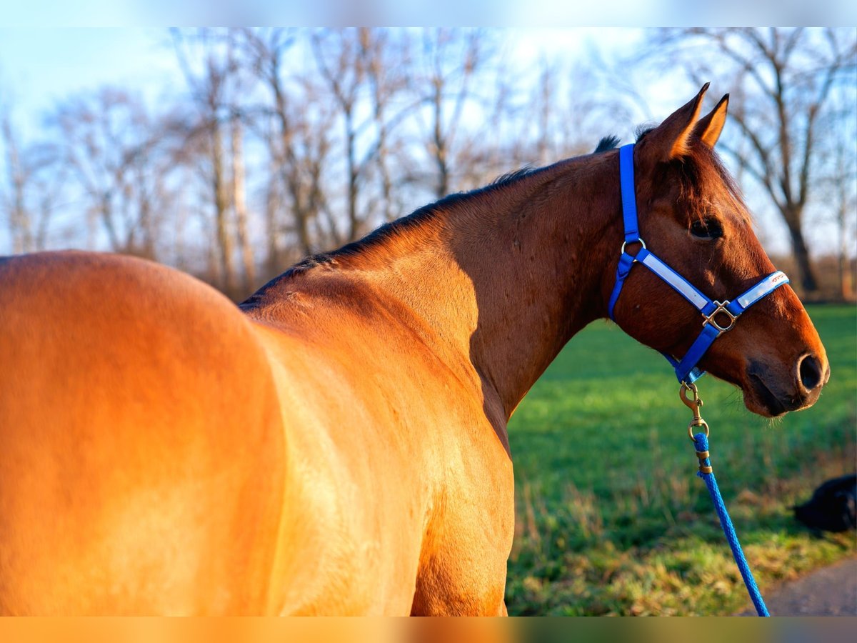 American Quarter Horse Wałach 5 lat 154 cm Jelenia in Bad Dürrenberg