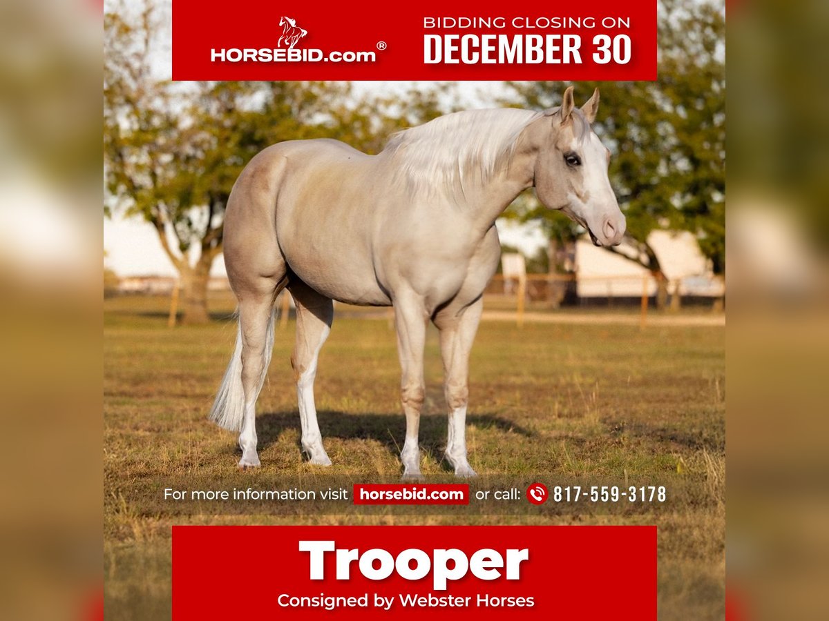 American Quarter Horse Wałach 5 lat 155 cm Izabelowata in Ponder, TX