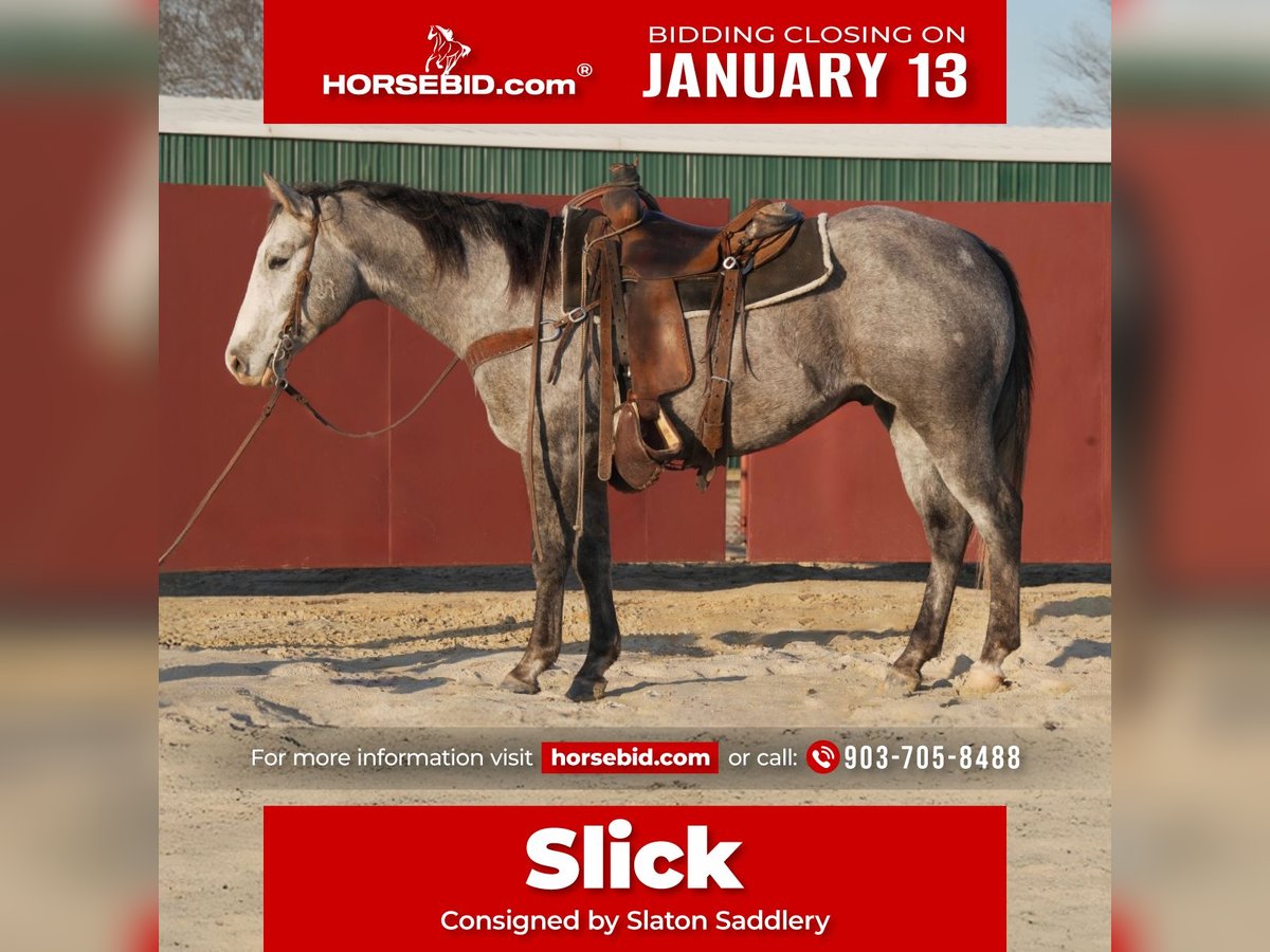 American Quarter Horse Wałach 5 lat 155 cm Siwa in Canton, TX