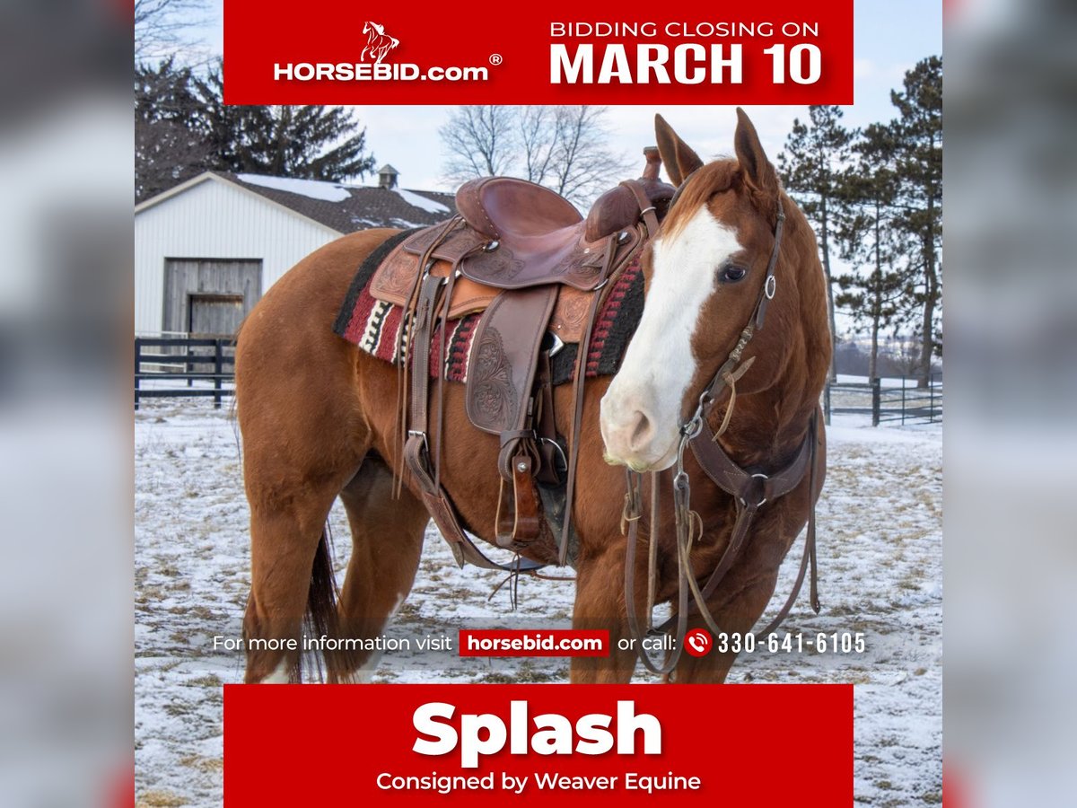 American Quarter Horse Wałach 5 lat 160 cm Cisawa in Fredericksburg, OH