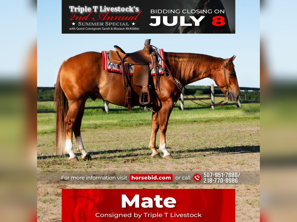 American Quarter Horse Wałach 5 lat Cisawa in Nevis, MN