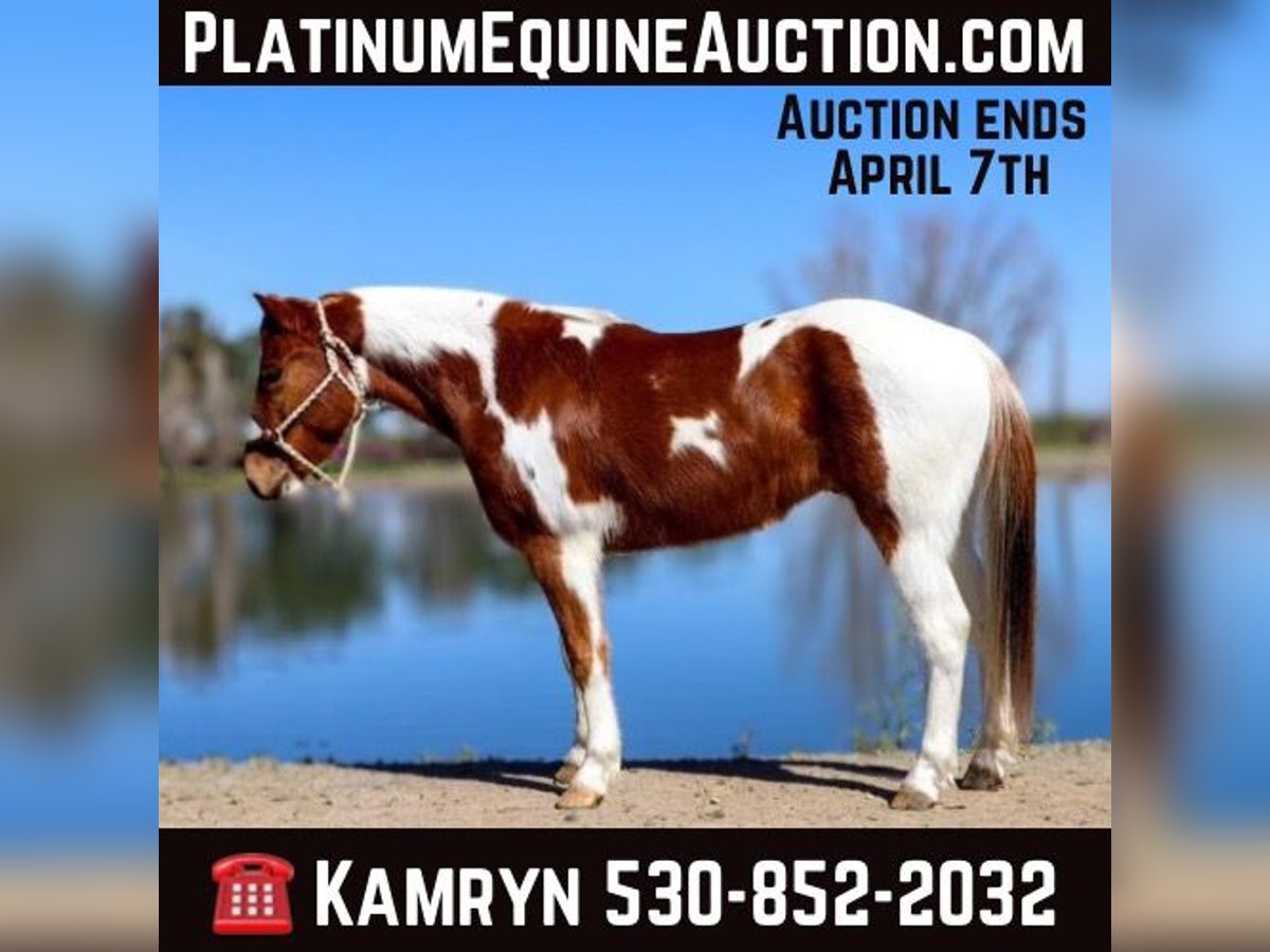 American Quarter Horse Wałach 6 lat 140 cm Ciemnokasztanowata in PLeasant Grove CA