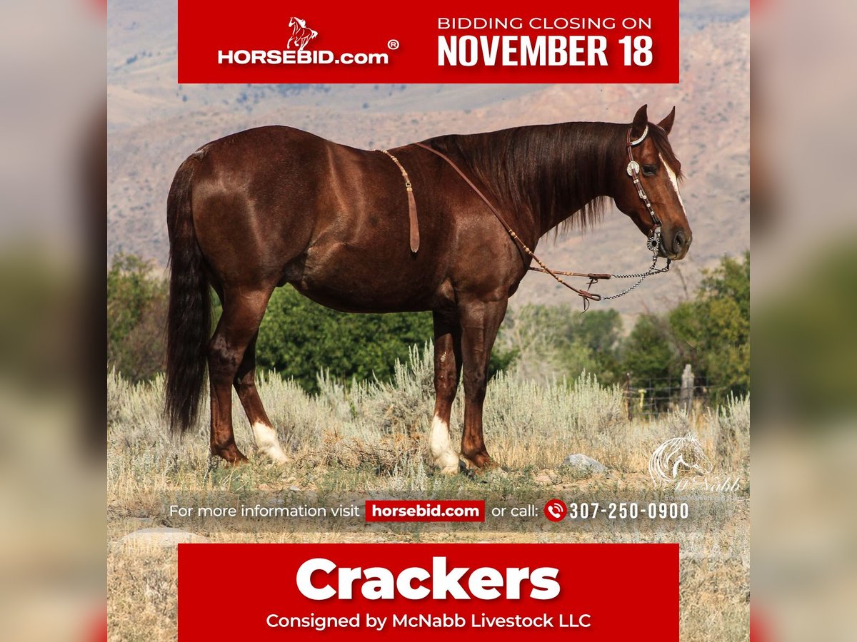 American Quarter Horse Wałach 6 lat 147 cm Cisawa in Cody, WY