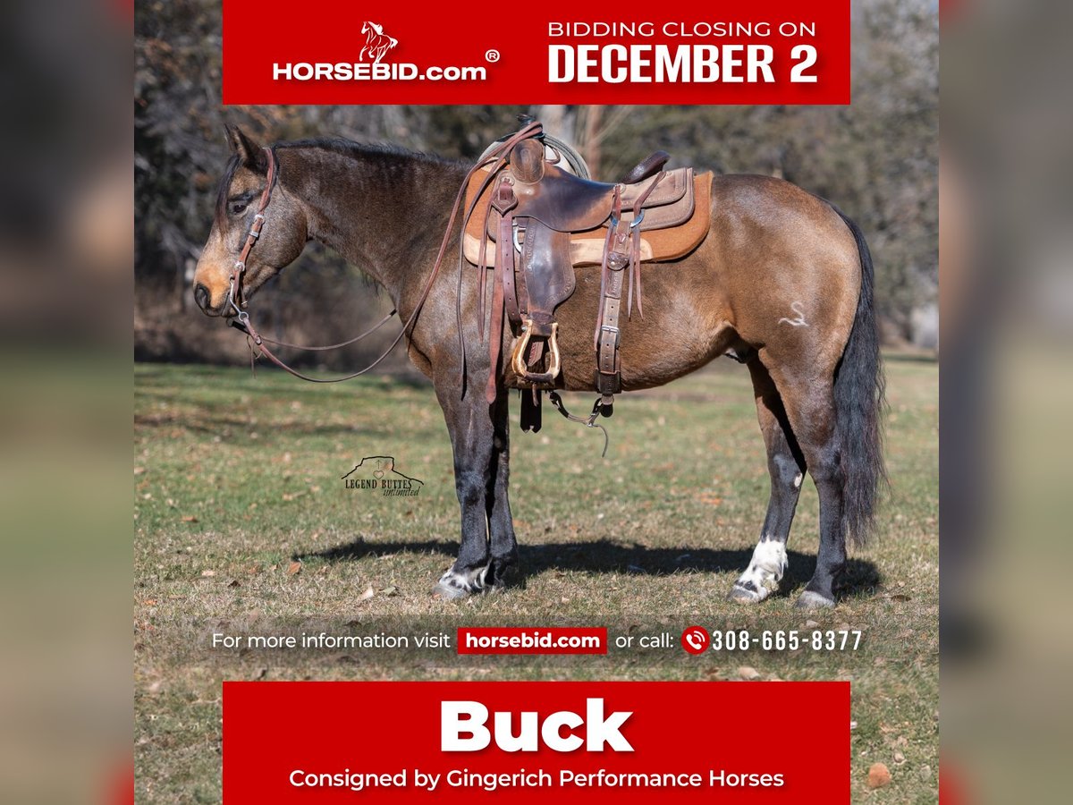 American Quarter Horse Wałach 6 lat 147 cm Jelenia in Crawford, NE