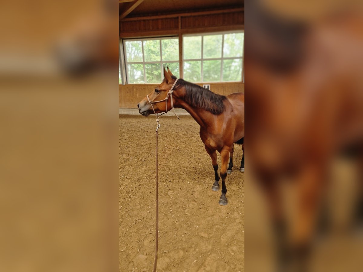 American Quarter Horse Wałach 6 lat 148 cm in Belm