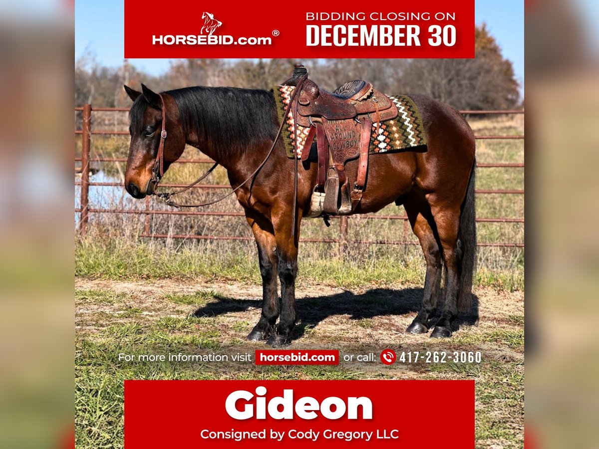 American Quarter Horse Wałach 6 lat 150 cm Gniada in Lamar, MO