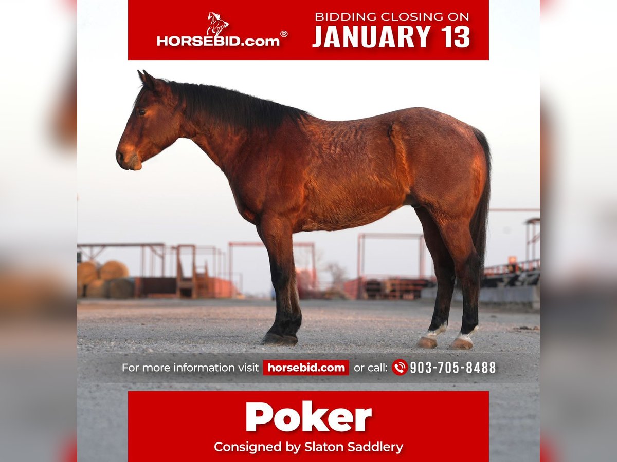 American Quarter Horse Wałach 6 lat 152 cm Gniadodereszowata in Canton, TX