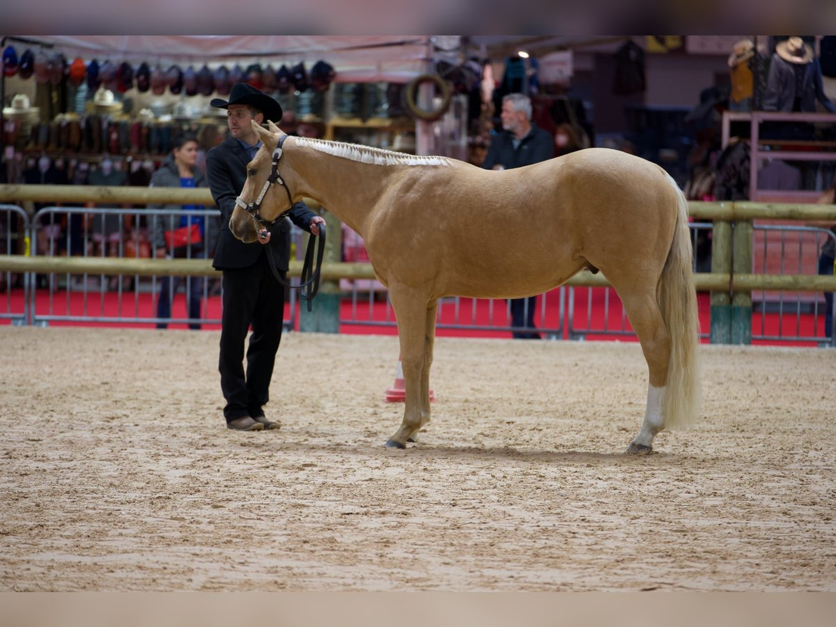 American Quarter Horse Wałach 6 lat 154 cm Izabelowata in Aachen