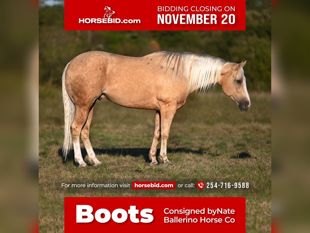 American Quarter Horse Wałach 6 lat 155 cm Izabelowata in Waco