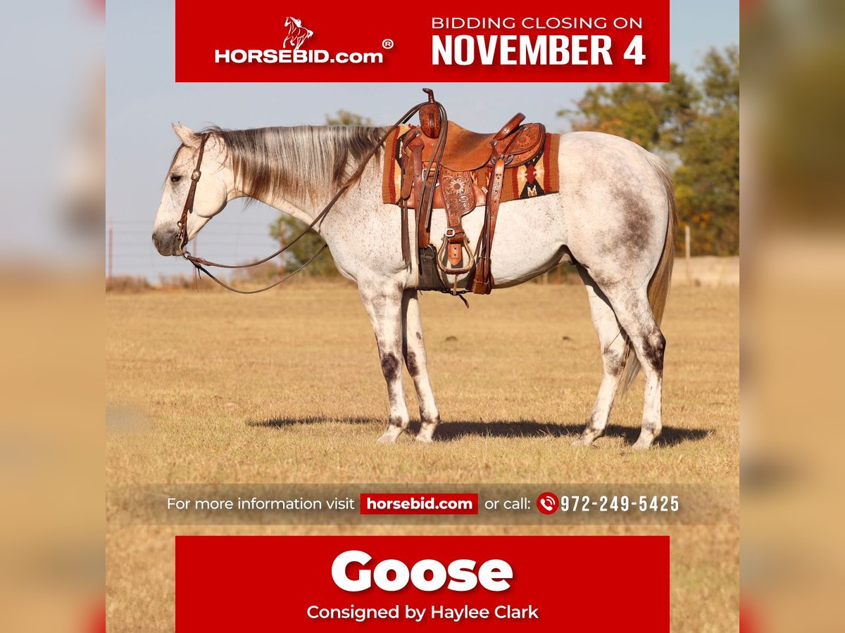 American Quarter Horse Wałach 6 lat 155 cm Siwa in Grand Saline